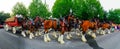 Panoramic View of the Budweiser Clydesdale.