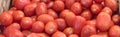 Panoramic view bunch of organic ripe tomatoes in rustic crate at market stand in Washington, USA Royalty Free Stock Photo