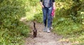 Panoramic view of Burmese cat wearing harness and its owner in forest, young brown cat with leash goes in summer park