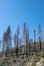 Still standing, burnt trees on higway 120