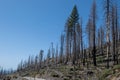 Still standing, burnt trees on higway 120