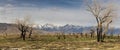 Panoramic view of burnt trees in Owens valley during spring time