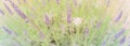 Panoramic view butterfly on blossom lavender bush at local farm in Texas, America Royalty Free Stock Photo