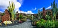 Panoramic view of Cactus garden in Lanzarote Royalty Free Stock Photo