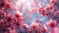 Panoramic view captures a canopy of pink cherry blossoms in a springtime landscape, evoking a sens Royalty Free Stock Photo