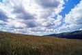 Panoramic view of the Carpathian mountains, green forests and flowering meadows
