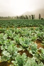 Cauliflower fields in the highlands