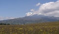 Panoramic view of the Cayambe volcano in the background of a field planted with yellow flowers during a sunny morning