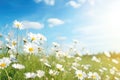 Panoramic View Of Chamomile Daisies In Summer Spring Field Against Background Of Blue Sky With Sunsh Royalty Free Stock Photo