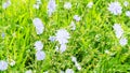 Panoramic view of chicory plant with blue flowers