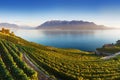 Panoramic view of the city of Vevey at Lake Geneva with vineyards of famous Lavaux wine region on a beautiful sunny day with blue Royalty Free Stock Photo