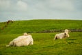 Panoramic view of the Cliffs of Moher, Ireland Royalty Free Stock Photo