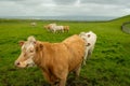 Panoramic view of the Cliffs of Moher, Ireland Royalty Free Stock Photo