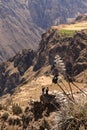 Panoramic view of Colca Canyon, in Peru Royalty Free Stock Photo