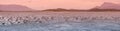 Panoramic view of colony of king cormorants at Beagle Channel, P