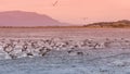 Panoramic view of colony of king cormorants at Beagle Channel, P