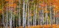 Panoramic view of colorful Aspen trees in Utah, wasatch mountains during autumn time Royalty Free Stock Photo