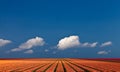 Panoramic view of a colorful field with tulips