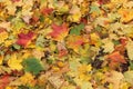 Panoramic view of colourful fallen leaves on the ground in autumn in Lithuania Royalty Free Stock Photo