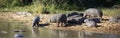 Panoramic view of common African hippos enjoying their wildlife on the shore of a lake in the African savannah Royalty Free Stock Photo