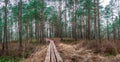 Panoramic view of coniferous forest with pine trees and wooden path in autumn. Beautiful forest landscape Royalty Free Stock Photo