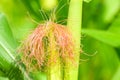 Panoramic view of corn field plantation with blue sky background. Royalty Free Stock Photo