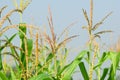 Panoramic view of corn field plantation with blue sky background. Royalty Free Stock Photo
