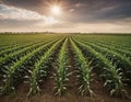 Panoramic view of Corn field plantation with cloud sky background Royalty Free Stock Photo
