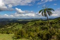 Panoramic view of countryside with palm tree, North Island, New Zealand Royalty Free Stock Photo