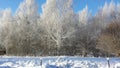 Panoramic view of the covered with frost trees in the snowdrifts. Magical winter forest. Natural landscape with beautiful sky Royalty Free Stock Photo