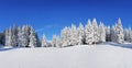 A panoramic view of the covered with frost trees in the snowdrifts. Magical winter forest. Natural landscape with beautiful sky. Royalty Free Stock Photo