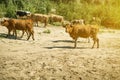 Panoramic view of cows herd walk in the summer sandy field near the river beach a Royalty Free Stock Photo