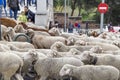 Panoramic view of a curve of a street in Madrid that is full of sheep