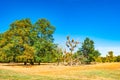 Panoramic view of deciduous forest at Autumn near Magdeburg, Ger Royalty Free Stock Photo