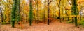 Panoramic view of deciduous forest at golden Autumn in Germany, Royalty Free Stock Photo