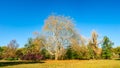 Panoramic view of deciduous forest at golden Autumn in Germany, Royalty Free Stock Photo