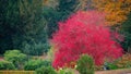 Panoramic view of deciduous forest at golden Autumn in historical downtown and city park in Germany Royalty Free Stock Photo