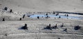 Panoramic view of depleted lake bed with dead tree stacks at Rimrock lake in washington state. Royalty Free Stock Photo