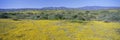 Panoramic view of Desert Gold yellow flowers in Carrizo Plain National Monument, San Luis Obispo County, California