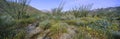 Panoramic view of Desert Lillies, Ocotillo and flowers in spring fields of Coyote Canyon in Anza-Borrego Desert State Park