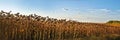 panorama of dried ripe sunflower heads, crops are waiting to be harvested Royalty Free Stock Photo