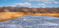 Panoramic view of ducks and swans on lake surrounded by golden reeds and trees with Glastonbury Tor in background Royalty Free Stock Photo