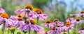 Echinacea purpurea - coneflower Royalty Free Stock Photo