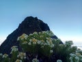 Panoramic view of edelweiss flowers from the top of Mount Raung