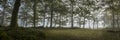 Panoramic view of an eerie mysterious and foggy forest - perfect for dark horror scenarios