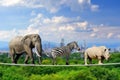 Elephant, zebra, rhino with the city of on the background