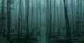 Panoramic view of empty, misty swamp Royalty Free Stock Photo