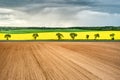 Panoramic view of empty and yellow rapeseed fields, separated by trees in storm. Brown, yellow and green fields in rain. Rainy