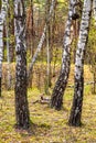 European mixed forest thicket with spring vivid vegetation at Dlugie Bagno wetland plateau near Palmiry town in