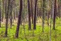 European mixed forest thicket with spring vivid vegetation at Dlugie Bagno wetland plateau near Palmiry town in